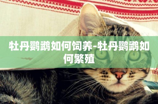 牡丹鸚鵡如何飼養-牡丹鸚鵡如何繁殖