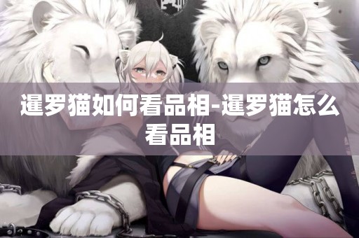 暹羅貓如何看品相-暹羅貓怎么看品相