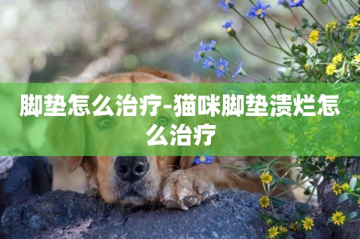 腳墊怎么治療-貓咪腳墊潰爛怎么治療