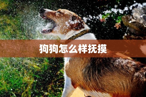 狗狗怎么樣撫摸