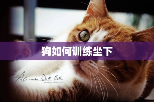 狗如何訓練坐下