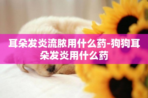 耳朵發炎流膿用什么藥-狗狗耳朵發炎用什么藥