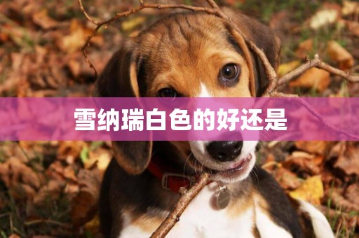 雪納瑞白色的好還是