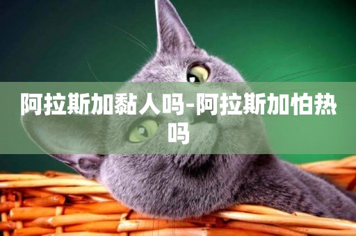阿拉斯加黏人嗎-阿拉斯加怕熱嗎