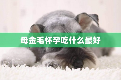 母金毛懷孕吃什么最好