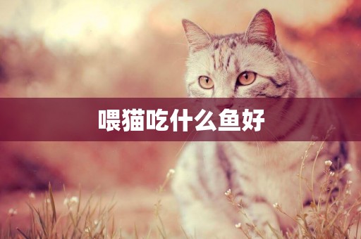喂貓吃什么魚好