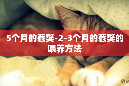 5個月的藏獒-2-3個月的藏獒的喂養方法