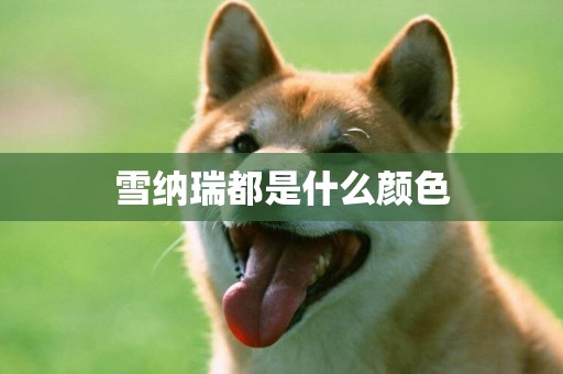 雪納瑞都是什么顏色