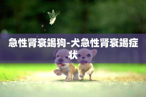 急性腎衰竭狗-犬急性腎衰竭癥狀