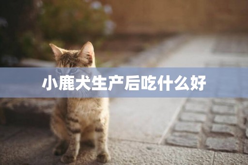 小鹿犬生產后吃什么好