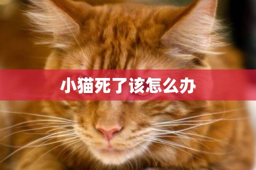 小貓死了該怎么辦
