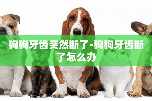 狗狗牙齒突然斷了-狗狗牙齒斷了怎么辦