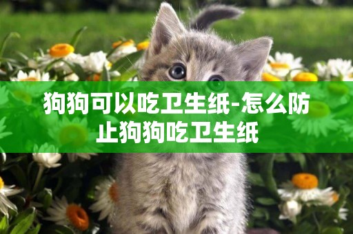狗狗可以吃衛生紙-怎么防止狗狗吃衛生紙