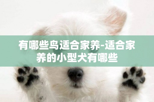 有哪些鳥適合家養-適合家養的小型犬有哪些