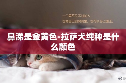 鼻涕是金黃色-拉薩犬純種是什么顏色