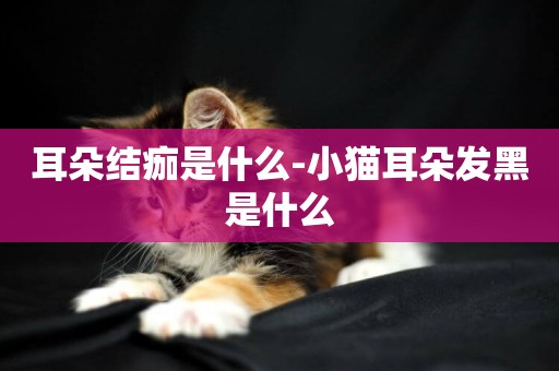 耳朵結痂是什么-小貓耳朵發黑是什么