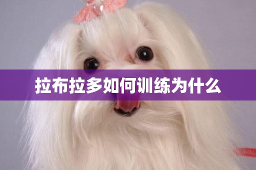 拉布拉多如何訓練為什么