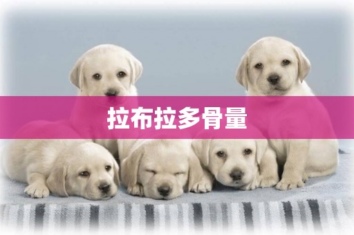 拉布拉多骨量