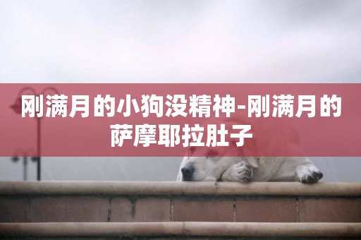 剛滿月的小狗沒精神-剛滿月的薩摩耶拉肚子