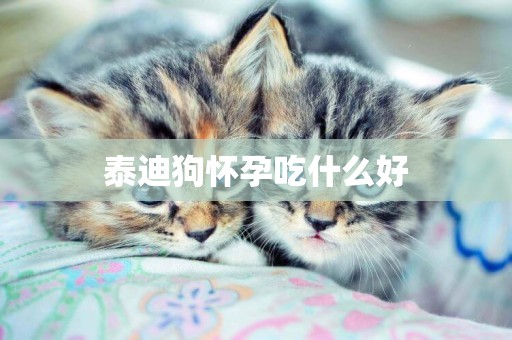 泰迪狗懷孕吃什么好