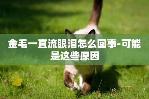 金毛一直流眼淚怎么回事-可能是這些原因