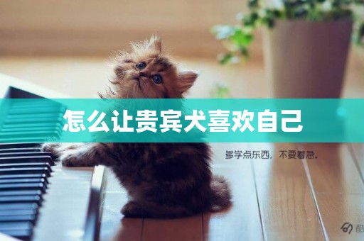 怎么讓貴賓犬喜歡自己