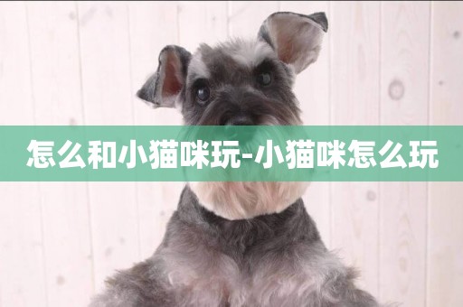 怎么和小貓咪玩-小貓咪怎么玩