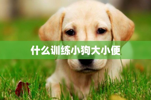什么訓練小狗大小便