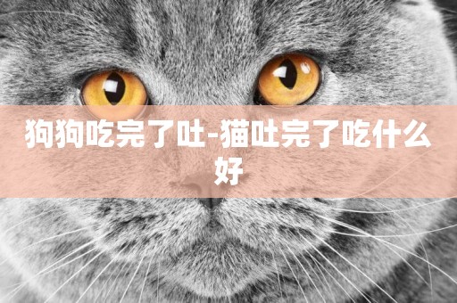 狗狗吃完了吐-貓吐完了吃什么好