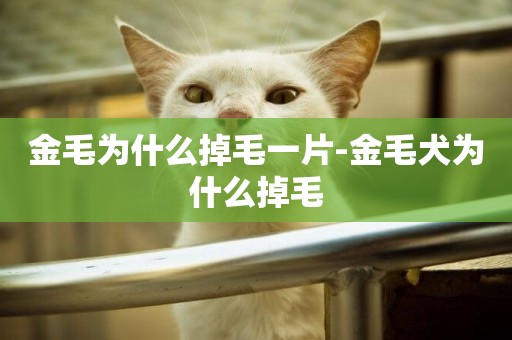 金毛為什么掉毛一片-金毛犬為什么掉毛