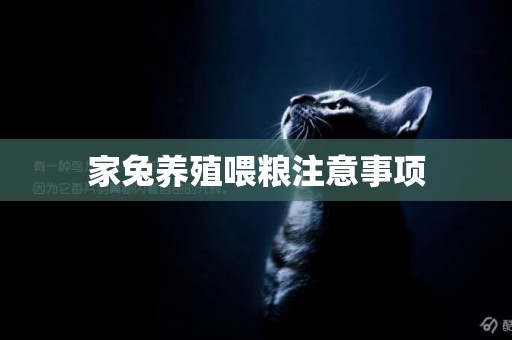 家兔養殖喂糧注意事項