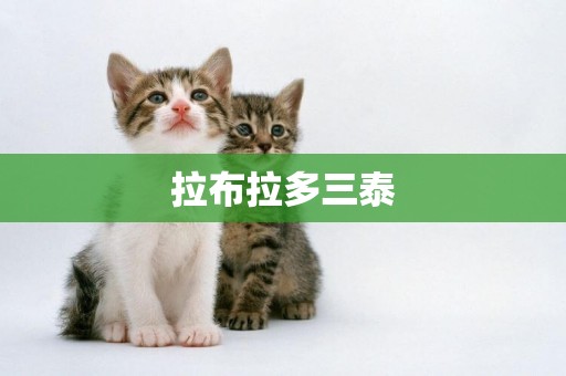 拉布拉多三泰