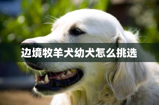 邊境牧羊犬幼犬怎么挑選