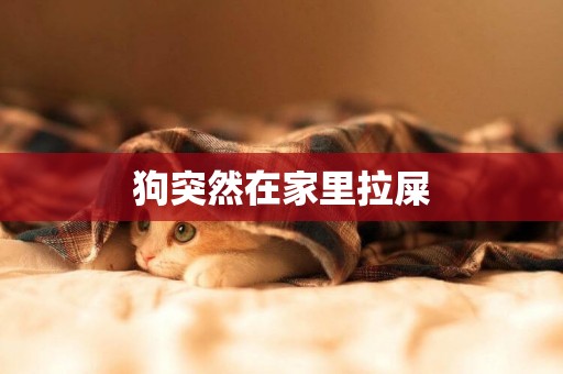 狗突然在家里拉屎