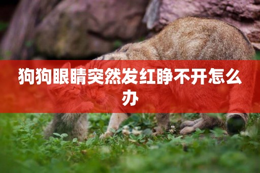 狗狗眼睛突然發紅睜不開怎么辦