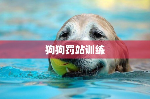 狗狗罰站訓練