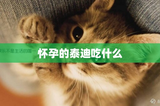 懷孕的泰迪吃什么