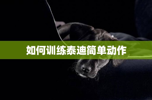 如何訓練泰迪簡單動作