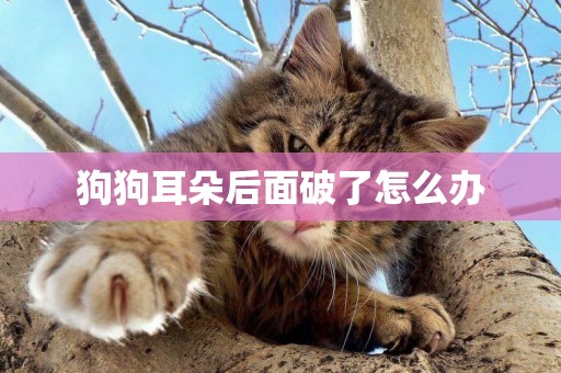 狗狗耳朵后面破了怎么辦