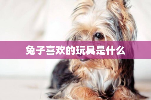 兔子喜歡的玩具是什么