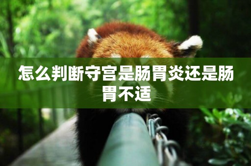 怎么判斷守宮是腸胃炎還是腸胃不適