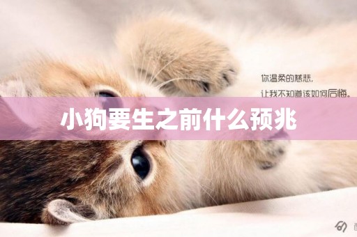 小狗要生之前什么預兆