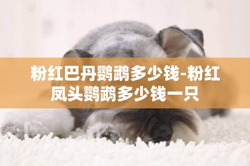 粉紅巴丹鸚鵡多少錢-粉紅鳳頭鸚鵡多少錢一只