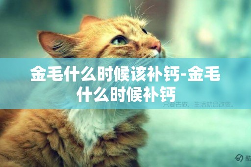 金毛什么時候該補鈣-金毛什么時候補鈣