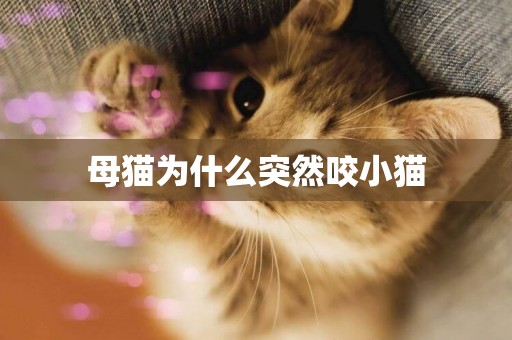 母貓為什么突然咬小貓