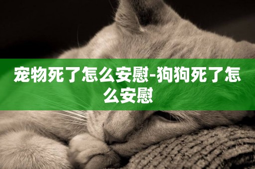 寵物死了怎么安慰-狗狗死了怎么安慰