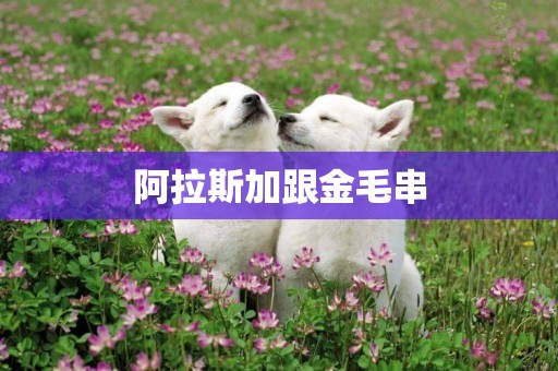 阿拉斯加跟金毛串