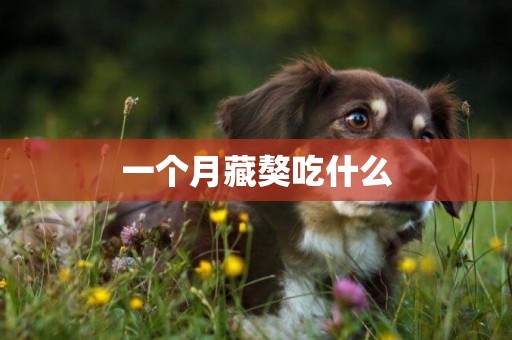一個月藏獒吃什么