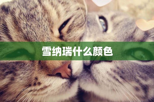 雪納瑞什么顏色