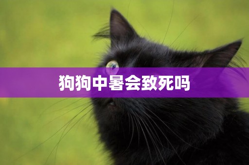 狗狗中暑會致死嗎